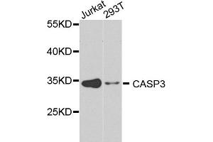 Western blot analysis of extracts of various cell lines, using CASP3 antibody (ABIN5971183) at 1/1000 dilution. (Caspase 3 anticorps)