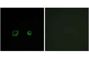 Immunofluorescence analysis of A549 cells, using CNTN4 Antibody. (Contactin 4 anticorps  (AA 661-710))