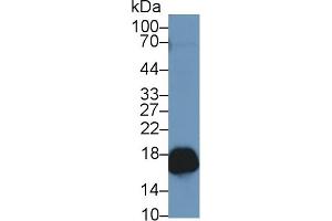 Detection of PRDX5 in Mouse Kidney lysate using Polyclonal Antibody to Peroxiredoxin 5 (PRDX5) (Peroxiredoxin 5 anticorps  (AA 1-162))