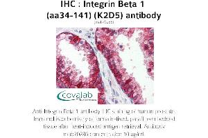 Image no. 1 for anti-Integrin beta 1 (ITGB1) (AA 34-141) antibody (ABIN1723212) (ITGB1 anticorps  (AA 34-141))