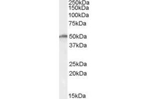 Western Blotting (WB) image for anti-DEAD (Asp-Glu-Ala-As) Box Polypeptide 19B (DDX19B) (AA 408-422) antibody (ABIN292539) (DDX19B anticorps  (AA 408-422))