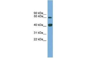 WB Suggested Anti-Lmx1a Antibody Titration: 0. (LMX1A anticorps  (Middle Region))