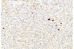ABIN6264908 and ABIN6277802 at 1/100 staining Rat stomach tissue by IHC-P.