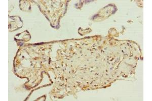 Immunohistochemistry of paraffin-embedded human placenta tissue using ABIN7163641 at dilution of 1:100