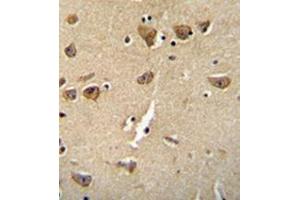 Immunohistochemistry analysis in formalin fixed and paraffin embedded human brain tissue reacted with  Complexin-3 Antibody (Center) followed which was peroxidase conjugated to the secondary antibody and followed by DAB staining. (CPLX3 anticorps  (Middle Region))