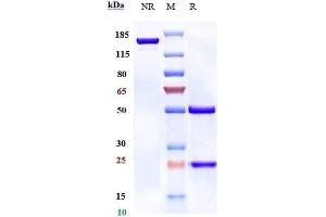 Anti-B7-H2 / ICOSL / CD275 Reference Antibody (prezalumab) on SDS-PAGE under reducing (R) condition. (Recombinant B7-H2 (Prezalumab Biosimilar) anticorps)