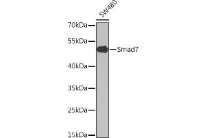 Western blot analysis of extracts of SW480 cells, using Smad7 antibody (ABIN6128715, ABIN6148092, ABIN6148094 and ABIN6214792) at 1:1000 dilution. (SMAD7 anticorps  (AA 220-390))