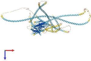 AlphaFold protein structure predicition of Mouse Recombinant Kif15 Protein, UniprotID Q6P9L6