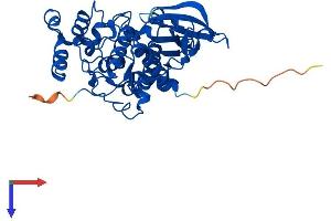 AlphaFold protein structure predicition of Mouse Recombinant Csnk2a2 Protein, UniprotID O54833