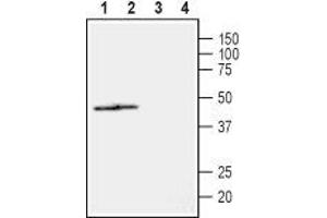 Western blot analysis of rat (lanes 1 and 3) and mouse (lanes 2 and 4) heart lysates: - 1,2. (NIPA2 anticorps  (2nd Extracellular Loop))