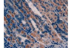 IHC-P analysis of Mouse Stomach Tissue, with DAB staining. (GHRH anticorps  (AA 20-97))