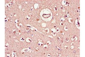 Immunohistochemistry of paraffin-embedded human brain tissue using ABIN7148328 at dilution of 1:100 (C1QTNF9B anticorps  (AA 2-192))