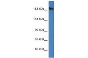 Image no. 1 for anti-Nucleoporin 153kDa (NUP153) (AA 1127-1176) antibody (ABIN6747451)
