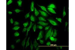 Image no. 4 for anti-SH3 Domain Containing 19 (SH3D19) (AA 94-204) antibody (ABIN466273) (SH3D19 anticorps  (AA 94-204))