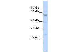 WB Suggested Anti-IGFALS Antibody Titration:  0.