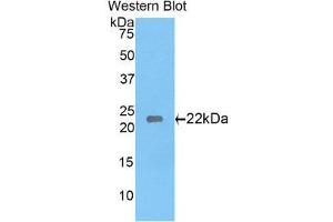 Western Blotting (WB) image for anti-Laminin, gamma 1 (LAMC1) (AA 1228-1404) antibody (ABIN1078267)