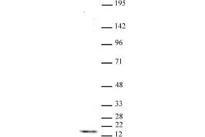 Histone H3 trimethyl Lys4 antibody tested by Western blot. (Histone 3 anticorps  (H3K4me3))