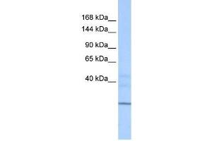 ZNHIT1 antibody used at 0.