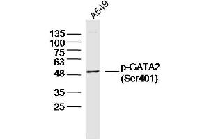 A549 lysates probed with p-GATA2 (Ser401) Polyclonal Antibody, Unconjugated  at 1:300 dilution and 4˚C overnight incubation. (GATA2 anticorps  (pSer401))