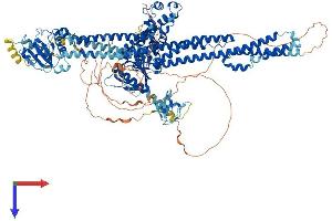 AlphaFold protein structure predicition of Human Recombinant MCF2L Protein, UniprotID O15068