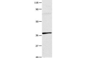 Gel: 10 % SDS-PAGE Lysates (from left to right): Mouse testis tissue Amount of lysate: 20 μg per lane Primary antibody: 1/100 dilution Secondary antibody dilution: 1/8000 Exposure time: 1 minute (Adenosine A3 Receptor anticorps  (Internal Region))