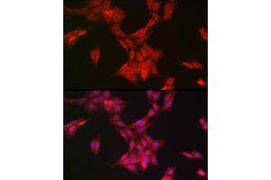 Immunofluorescence analysis of PC-12 cells using MRPL28 Rabbit mAb (ABIN7268566) at dilution of 1:100 (40x lens).