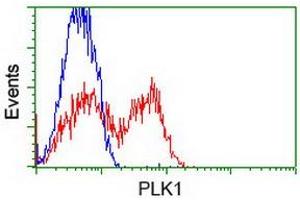 Flow Cytometry (FACS) image for anti-Polo-Like Kinase 1 (PLK1) antibody (ABIN1500280)