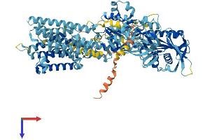 AlphaFold protein structure predicition of Mouse Recombinant Atp2c2 Protein, UniprotID A7L9Z8