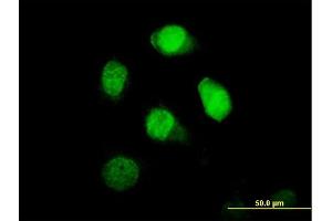 Immunofluorescence of purified MaxPab antibody to BRCC2 on HeLa cell. (BLID anticorps  (AA 1-108))