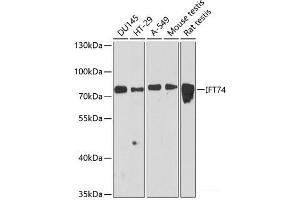 Western blot analysis of extracts of various cell lines using IFT74 Polyclonal Antibody at dilution of 1:3000. (IFT74 anticorps)