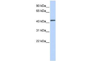 WB Suggested Anti-FOXA2 Antibody Titration:  0. (FOXA2 anticorps  (Middle Region))