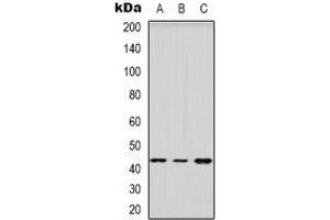 Western blot analysis of HSD3B2 expression in HEK293T (A), Raw264. (HSD3B2 anticorps)