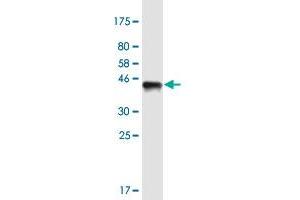 Western Blot detection against Immunogen (36. (WDHD1 anticorps  (AA 1031-1128))