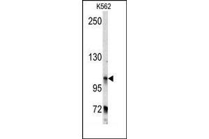 Image no. 1 for anti-Bicaudal D Homolog 2 (BICD2) (C-Term) antibody (ABIN360061) (BICD2 anticorps  (C-Term))