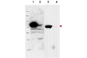 Image no. 2 for anti-Ribosomal L1 Domain Containing 1 (RSL1D1) (Internal Region) antibody (ABIN401398) (RSL1D1 anticorps  (Internal Region))