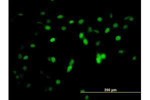 Immunofluorescence of monoclonal antibody to ZNF496 on NIH/3T3 cell.