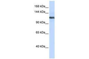 Image no. 1 for anti-Phospholipase A2, Group IVB (Cytosolic) (PLA2G4B) (N-Term) antibody (ABIN6740550) (PLA2G4B anticorps  (N-Term))