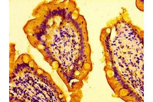 IHC image of ABIN7150978 diluted at 1:100 and staining in paraffin-embedded human small intestine tissue performed on a Leica BondTM system. (AMFR anticorps  (AA 485-643))