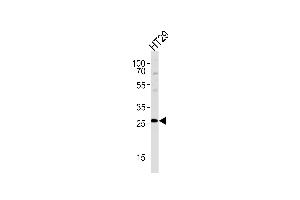 NNMT Antibody (Center) (ABIN657697 and ABIN2846688) western blot analysis in HT29 cell line lysates (35 μg/lane). (NNMT anticorps  (AA 101-130))