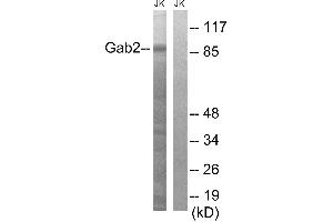 Western blot analysis of extracts from Jurkat cells, using Gab2 (Ab-643) antibody. (GAB2 anticorps  (Tyr643))