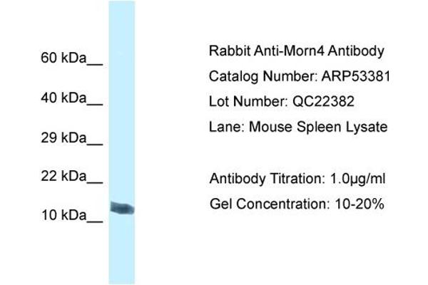 MORN4 anticorps  (C-Term)