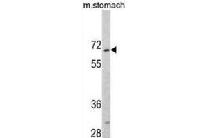 Western Blotting (WB) image for anti-CAMP Responsive Element Binding Protein 3-Like 1 (CREB3L1) antibody (ABIN3002703)