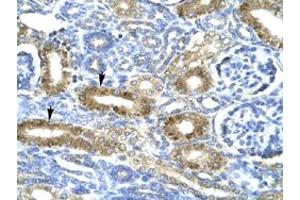 Immunohistochemical staining (Formalin-fixed paraffin-embedded sections) of human kidney with CHRND polyclonal antibody  at 4-8 ug/mL working concentration. (CHRND anticorps  (N-Term))
