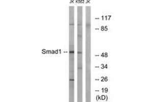Western blot analysis of extracts from Jurkat/K562 cells, using Smad1 (Ab-187) Antibody.