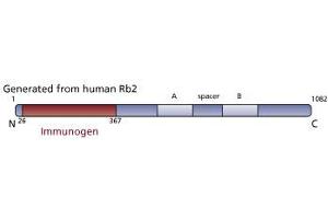 Image no. 3 for anti-Retinoblastoma-Like 2 (p130) (RBL2) (AA 26-367) antibody (ABIN967864) (p130 anticorps  (AA 26-367))