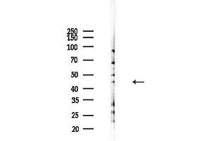 anti-Pyrimidinergic Receptor P2Y, G-Protein Coupled, 4 (P2RY4) (C-Term) antibody
