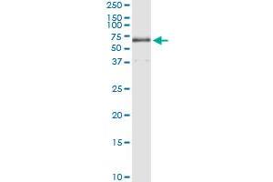 Immunoprecipitation of TBL1X transfected lysate using anti-TBL1X MaxPab rabbit polyclonal antibody and Protein A Magnetic Bead , and immunoblotted with TBL1X purified MaxPab mouse polyclonal antibody (B01P) .