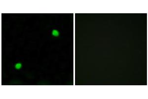 Immunofluorescence analysis of COS7 cells, using Histone H2AX antibody. (H2AFX anticorps  (C-Term))