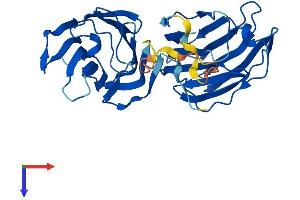 AlphaFold protein structure predicition of Human Recombinant LGALS4 Protein, UniprotID P56470