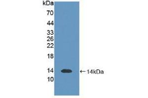 Western blot analysis of recombinant Human S100B. (S100B anticorps  (AA 1-92))